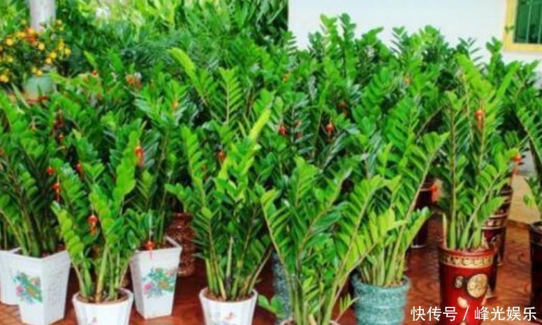 3种花自带“财运”,养家里一盆,财源广进,好运滚滚来