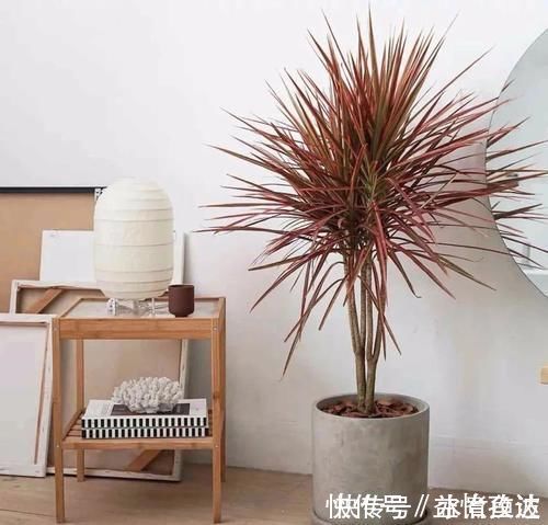 全家|三种“吸毒花”,个个都是吉祥花,家里养一盆,呵护全家健康