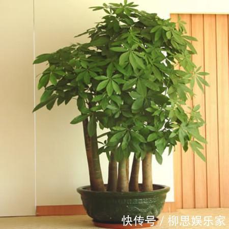 打理|适宜客厅养的3种耐旱花,30天浇一次,茎壮花爆盆,叶子巴掌大