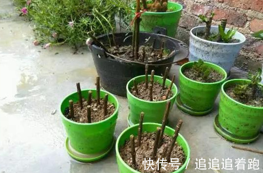 还在养吊兰3种花剪根枝,插土里就能活,半年成花墙,太惊艳了