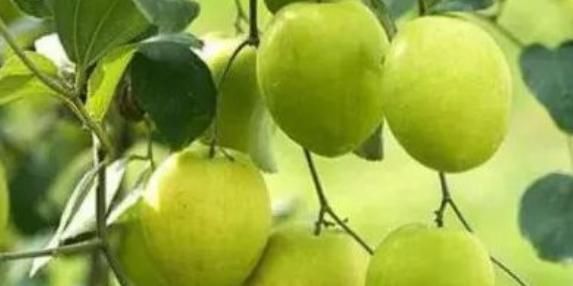 槟榔|你不知道的4种水果, 尽量少给孩子吃, 尤其最后一种！