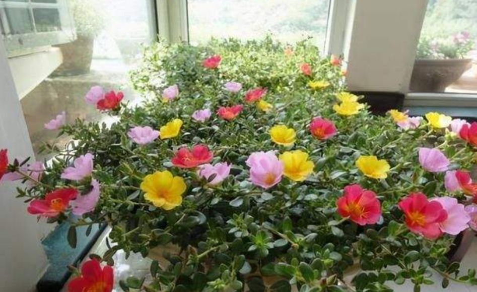 家里养太阳花,多修剪、多施肥,开花又多又漂亮!新手也能养好它