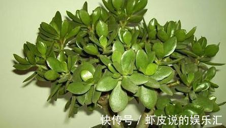 冬季阳台首选3种花，叶子漂亮，大气上档次，养过的人都说好