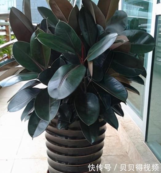 养好橡皮树,要注意这些,新芽呼呼窜,枝干能有手臂粗