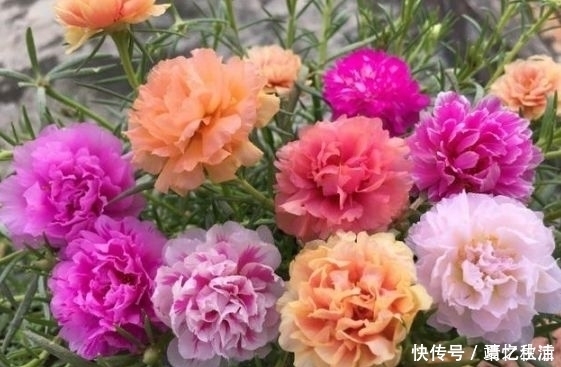 福运花|3种福运花，自带福气好养活，越热开花越旺，开成漂亮小花园！