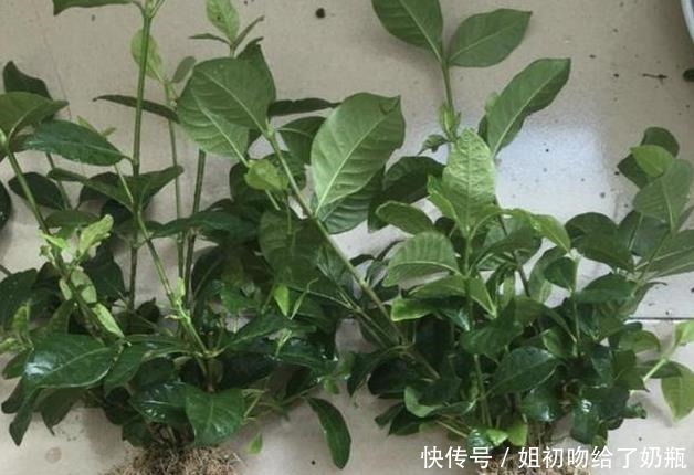 生根|在家扦插1种“香花”,枝条沾点水,插土壤里生根发芽,变盆栽!