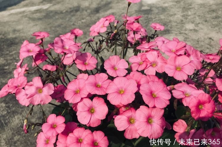 喜欢菊花，不如养盆“菊中珍品”胭脂红，花团锦簇，群芳争艳！