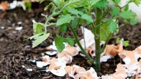 疯长|别再白花钱买花肥了，家里五毛钱一个的鸡蛋，养花猛蹿疯长。