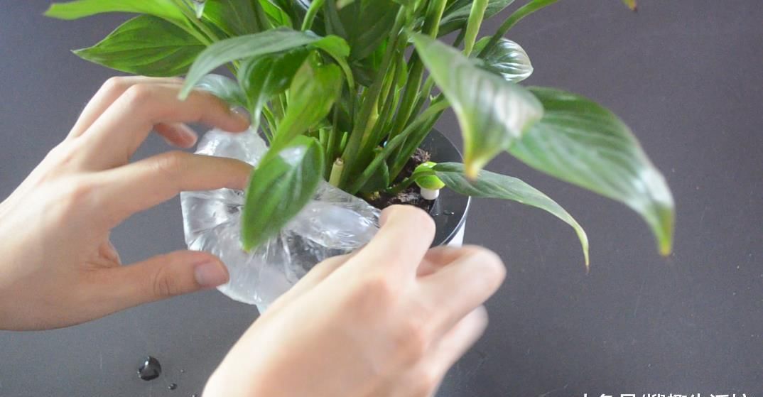  没想到|花盆上放一个塑料袋, 没想到还有这个妙用, 看完这招你会感谢我的
