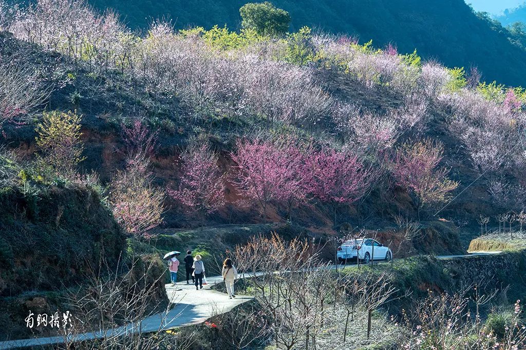 走起！赏花去~ 龙泉1300亩樱花谷等你发现，还有多个城区赏花点推荐