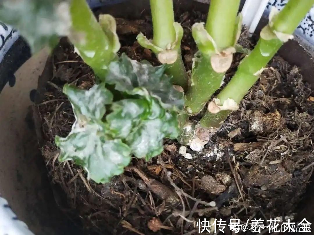 10种“怕晒花”,越晒死越快,半阴地儿反倒长得旺