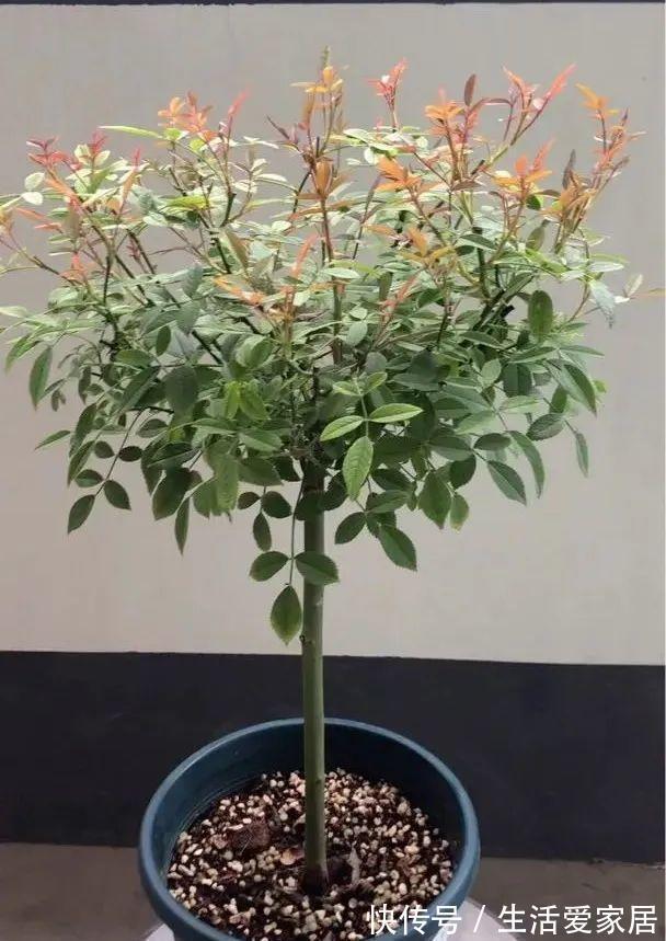 茶花|3种花,进入9月容易“饿”,多晒太阳,施对肥,很快开出碗大的花