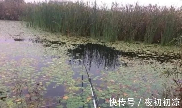 冬季|冬季正是钓鲤鱼旺季!只要掌握技巧,平时见不到的大鲤鱼频繁咬钩