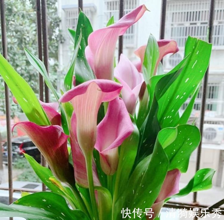 家里养此款花卉,便宜又好养,花开香飘溢满屋,阳台变温馨花园