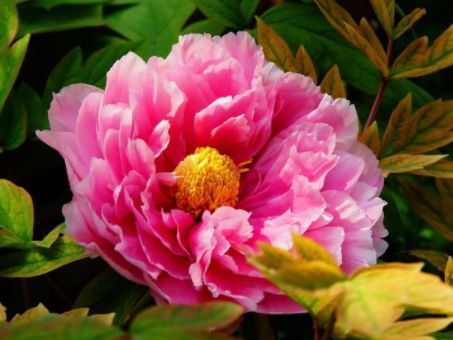 此款花卉便宜又好养,丢到阳台,四季有花开,值得拥有