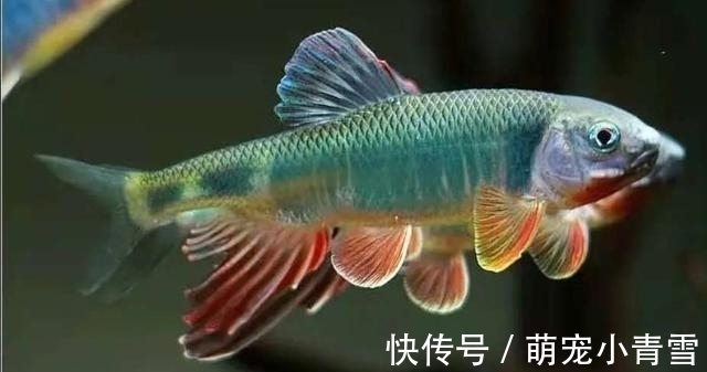 我国最漂亮的原生鱼,未必是鳑鲏和白云金丝,这种小型鱼更漂亮