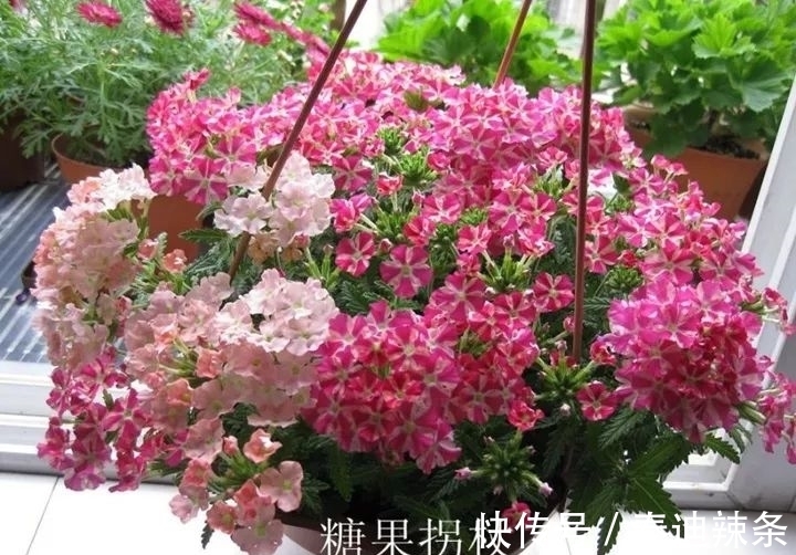 防盗窗养这5盆花,开花多、花期长,邻居看了都眼红