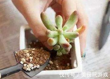 多肉易烂根，只需3招轻松解决，掌握3个浇水技巧，不烂根
