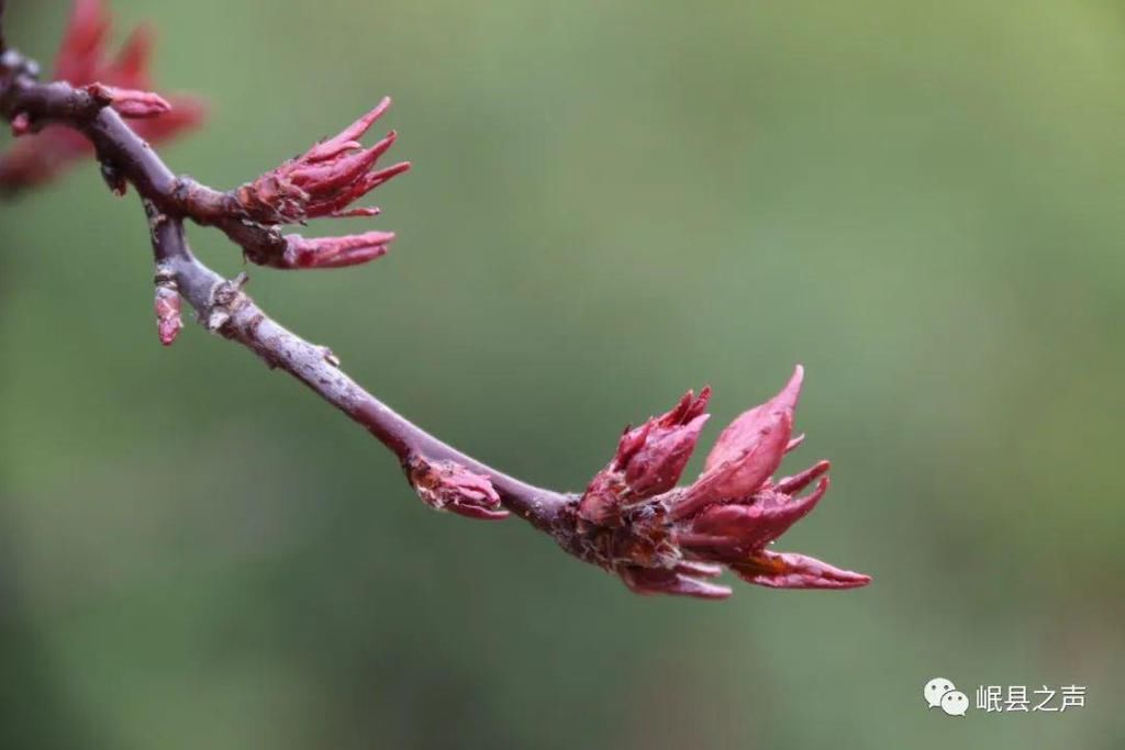岷县的春夏秋冬，看不够！