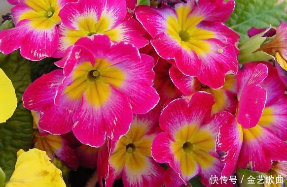 喜欢养花,不如试试这些花,花香四溢,开出的花又大又艳