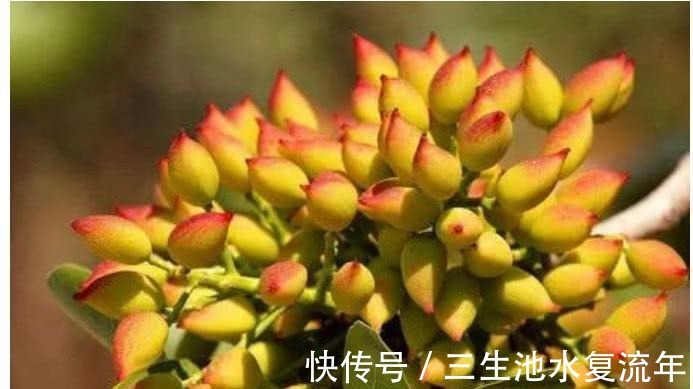 致癌物质|患了癌症不用慌, 常吃这些小食材, 癌细胞或许会和你说拜拜