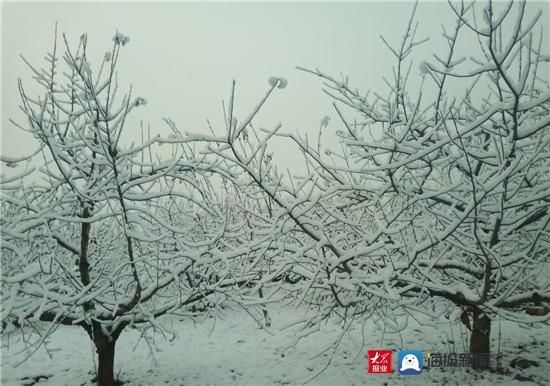 组图|组图｜淄博这场雪用实力说话 这些地方最美