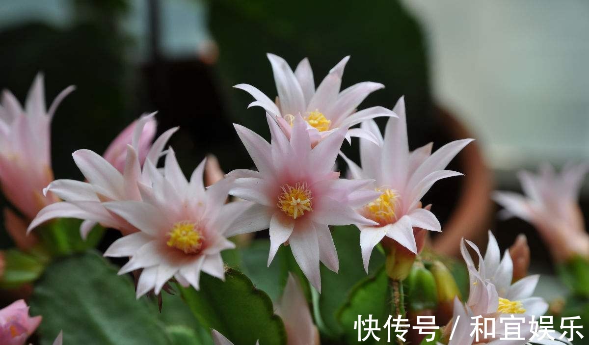 花头|真昙花一次开一两朵，假昙花却能开100朵，怪不得都去抢这假货！