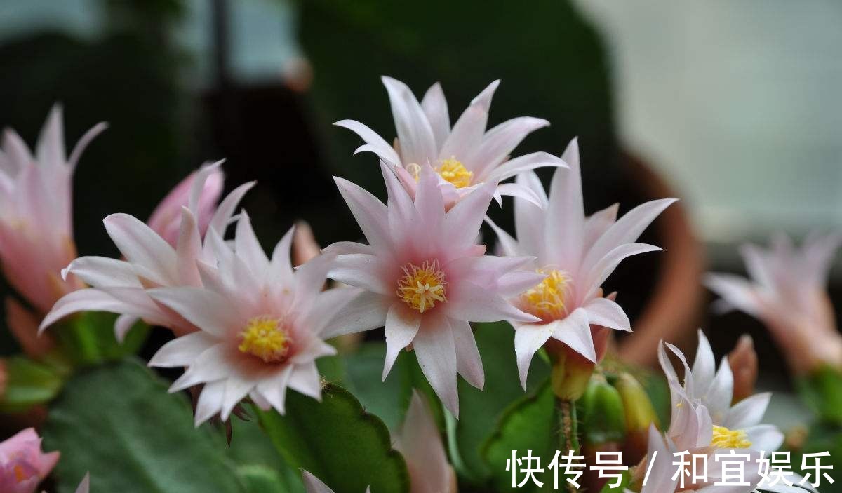 真昙花一次开一两朵,假昙花却能开100朵,怪不得都去抢这假货!