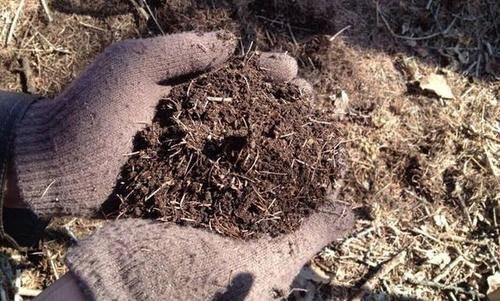 松针发酵腐熟做营养土，为什么要选择生松针，不宜选择干松针？