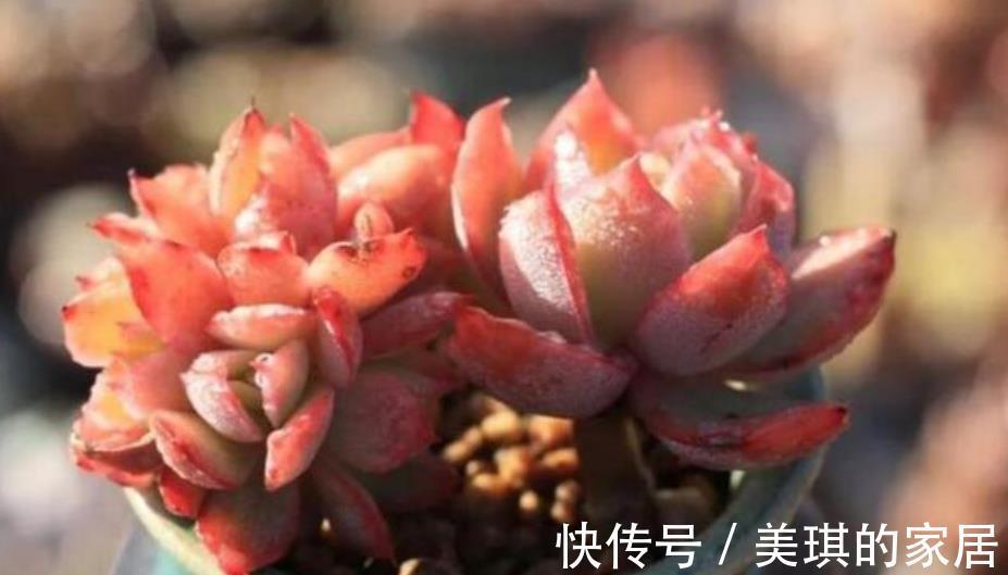 肉肉|多肉徒长别再丢了，教你2个技巧，学会了肉肉繁殖快，一盆变多盆