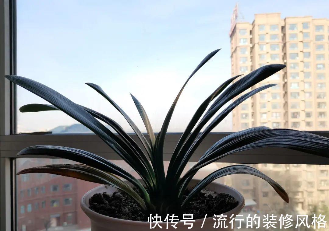 君子兰|8种花夏天不能买，买回来就死，白浪费钱