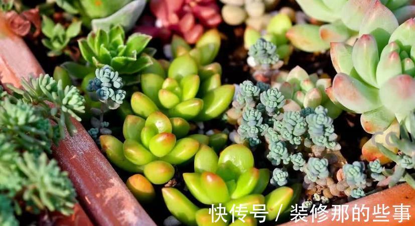 生命力|这3种普货多肉漂亮好活，堪称新人入坑的首选！