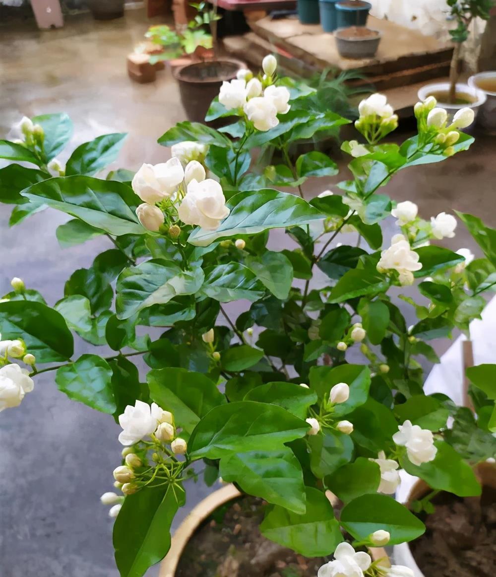 栀子花|7月公认难养的2种花，便宜也不买，一不小心就挂掉，切忌贪小便宜