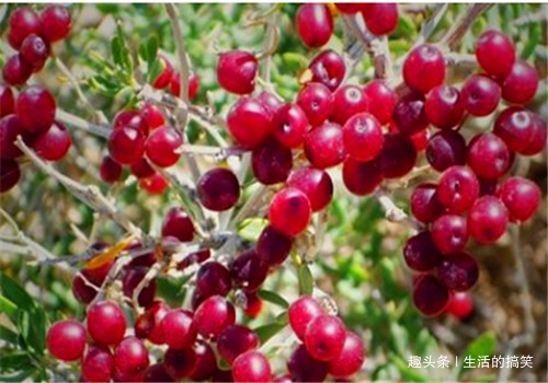补血|推荐孩子们多吃3种食物,补血润肤,预防子宫早衰,增强免疫力