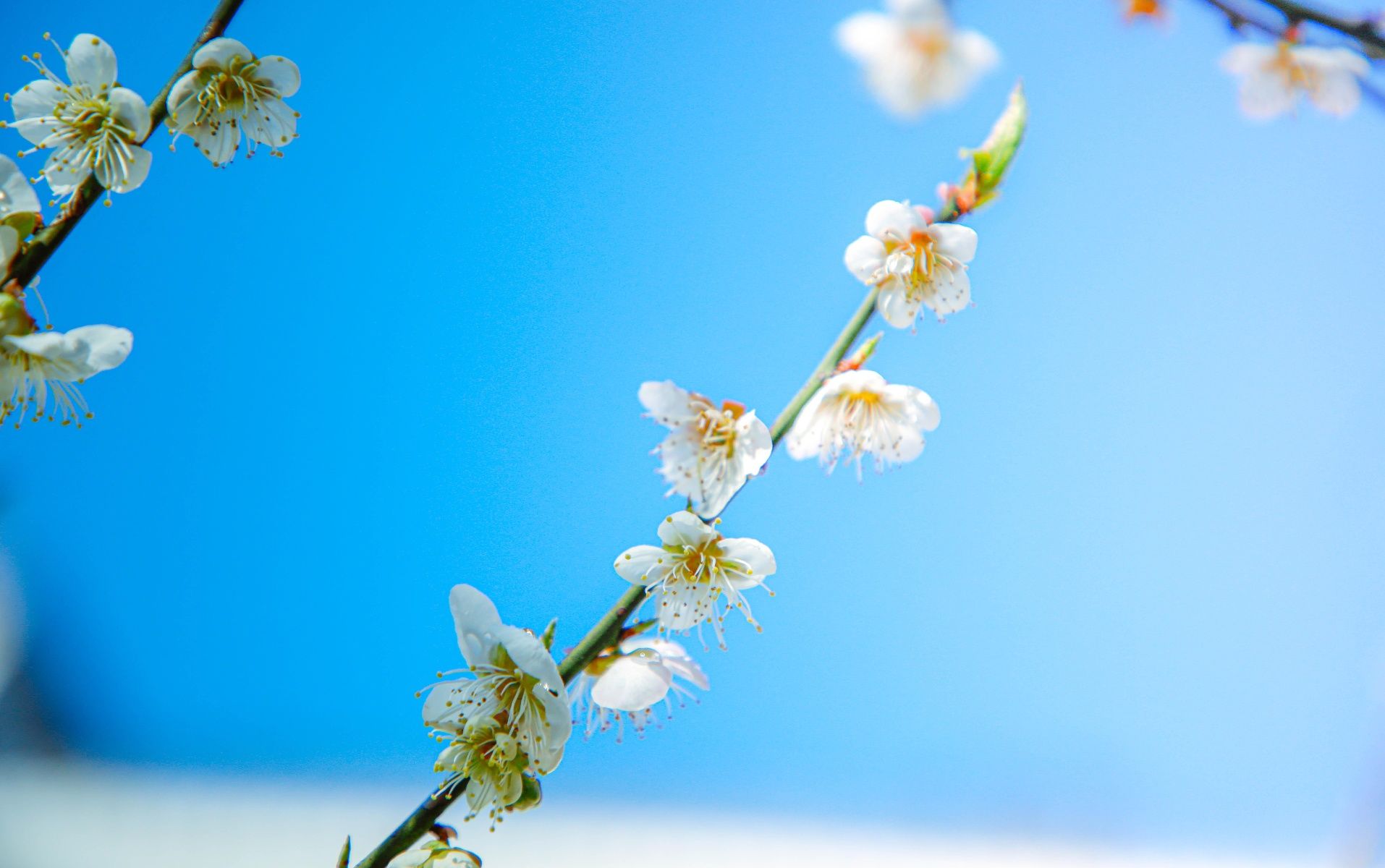 百花|每日一景｜婺源梦里老家，惊鸿一现百花开