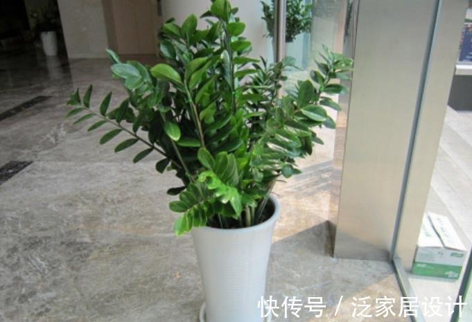 铜钱草|5种花卉自“带钱”，寓意美好招财进宝，有钱人家都会养几盆
