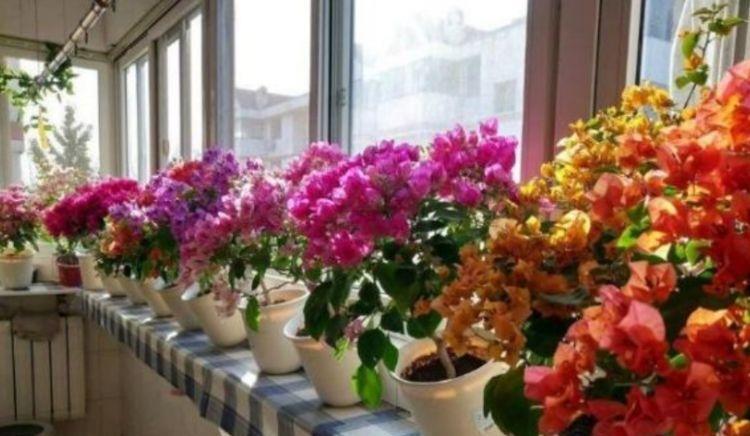 春天就养“4种花”,一入4月变成“开花机器”,开花一茬茬!