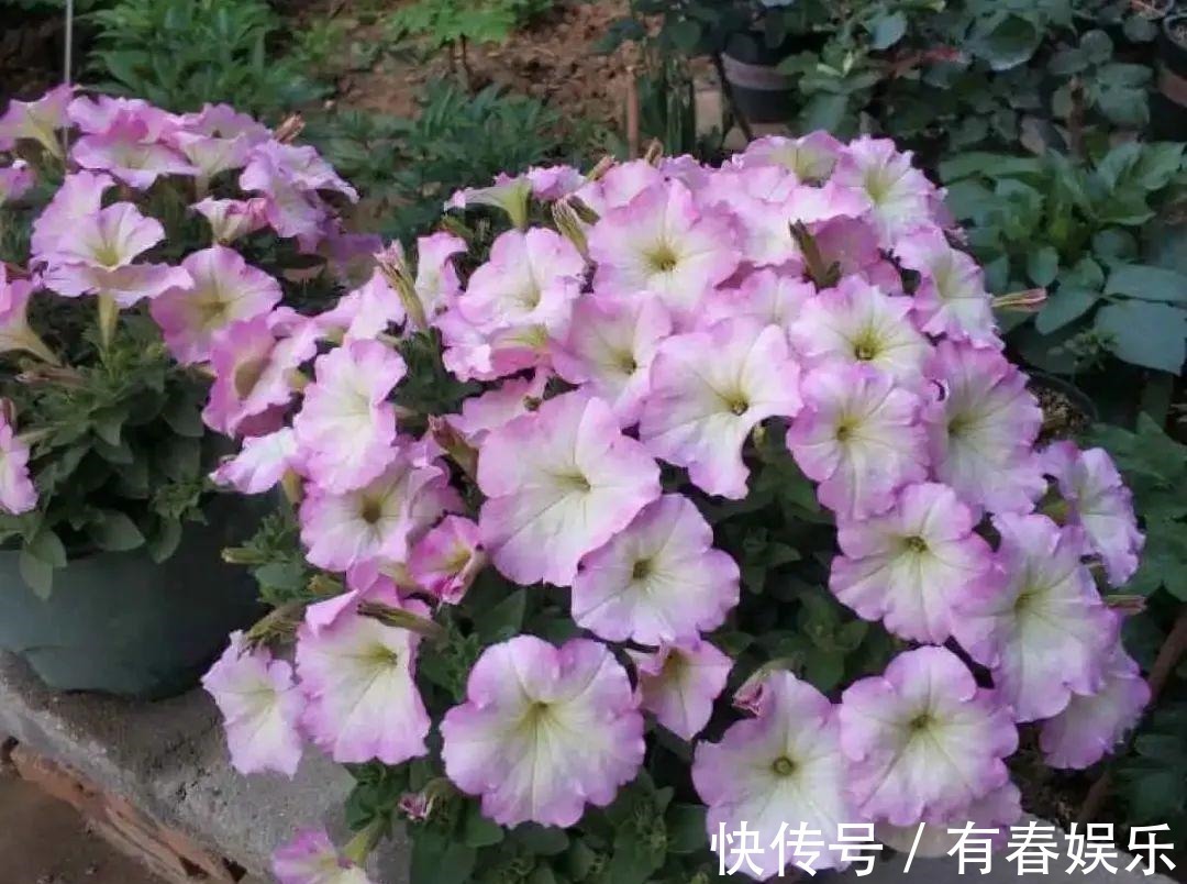 玛格丽特|现在养花要重剪,剃光头,撸光叶,越狠越爆盆