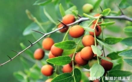 被李时珍称呼为“天然安眠药”,睡前吃一点,睡得比猪还香