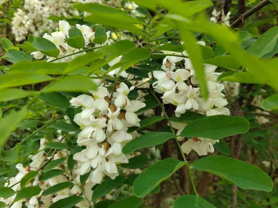 香飘飘的花,吃一口满嘴花香,再不吃就没了