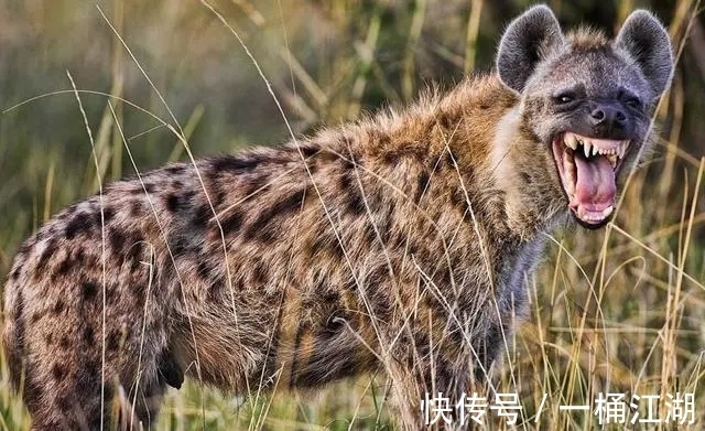 冷知识|32个冷知识：或许看起来有些荒唐，但却有所依据的有趣知识