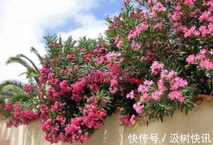 新手|3种鲜花花旺人不旺，家里养了赶紧搬出去，新手别忽视