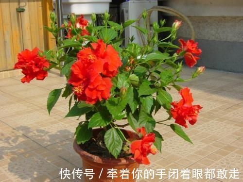 扶桑花|4种“花长寿”,一开花一整年,365天不间断,养一盆老划算