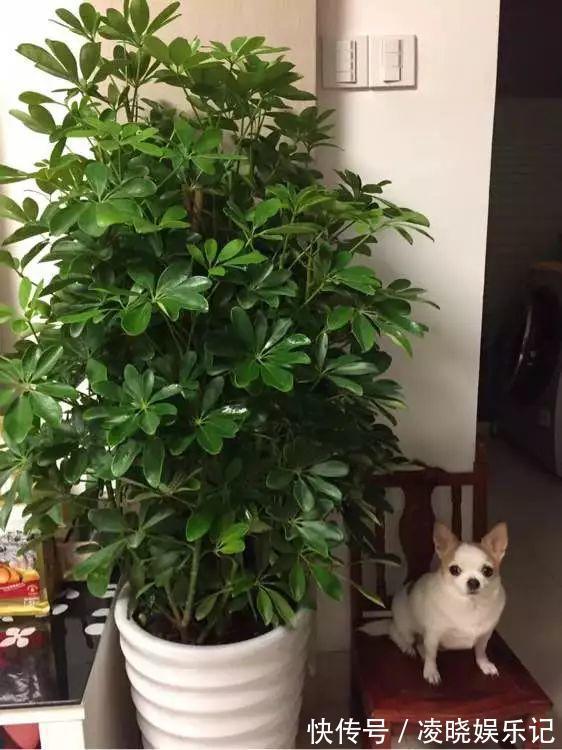 7种漂亮花,寿命长,颜值高,好养活,客厅养一盆,活了几十年