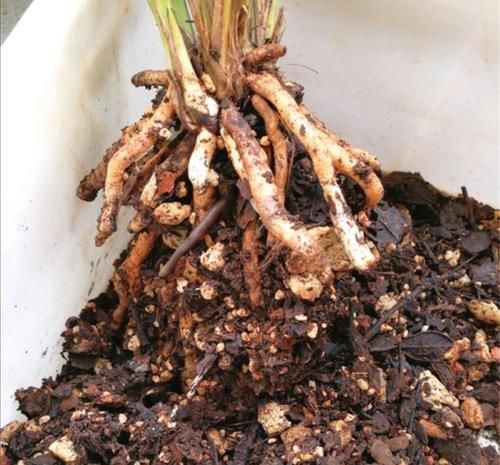 兰花植料不用买，2种软硬材料掺一起，疏松透气，兰株长得旺