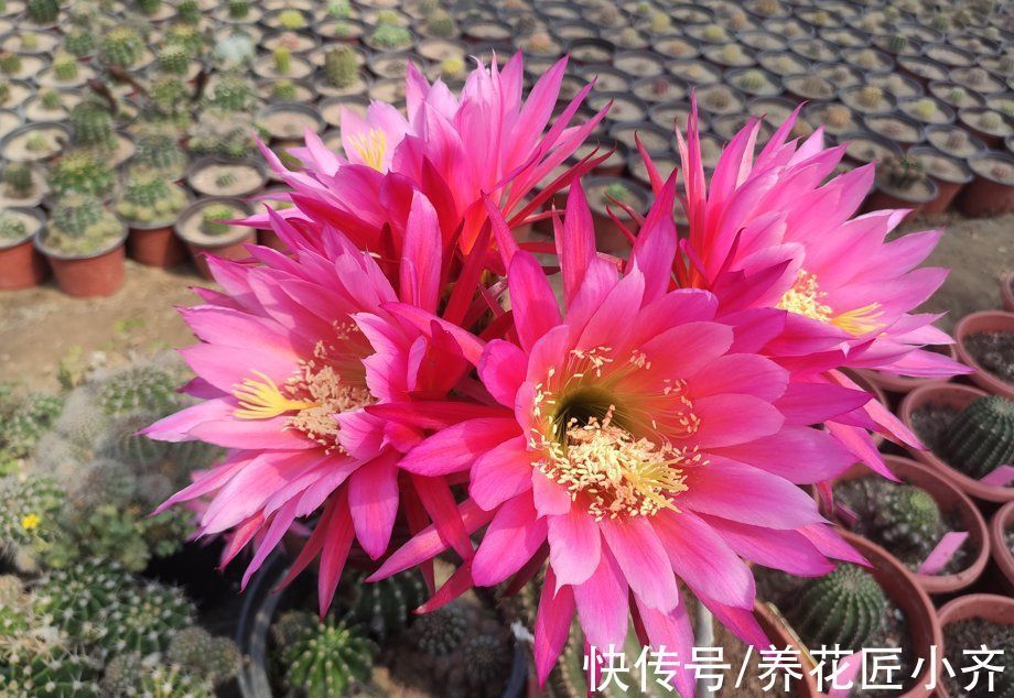 养分|只有少数人才知道的仙人球“虐养”技巧,你若学会,就能花开不停