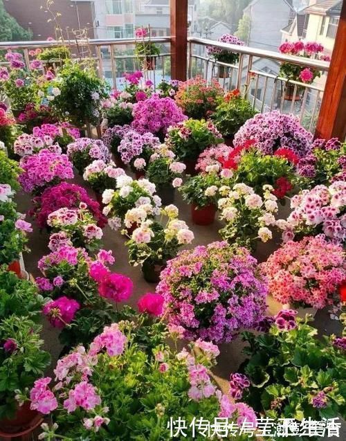 光照|这3种花,越晒越开花,花期长,开花勤,放在阳台,秒变小花园!