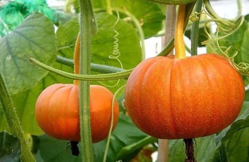 女人|一白遮百丑!这些食物能帮助皮肤变白,还能变瘦,女人不妨多吃