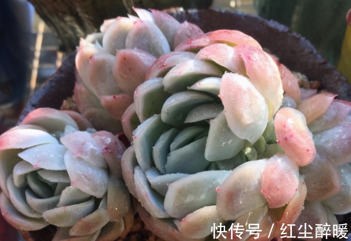 别再开心多肉长根了,茎干上长得越多植株问题越大,要及时处理