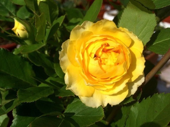 花心|养个品种丰富,很适合夏季养活的花卉,花色好看还好养活